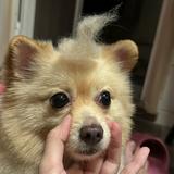 (Category: ) located in . Submitted by little_rex (Listing ID 1371357796, Image 1). Description: .