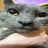 (Category: ) located in . Submitted by fattocatto69 (Listing ID 1377897716, Image 1). Description: .