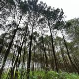 (Kategori: ) berada di . Dikirim oleh kalagalery (ID iklan 1345543071, Gambar 1). Deskripsi: .
