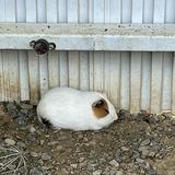 由 duck_quack (刊登 ID 1349732787，圖片 1) 提交，位於 的 (類別：)，說明：。
