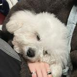由 shi_an_ (刊登 ID 1386211808，圖片 1) 提交，位於 的 (類別：)，說明：。