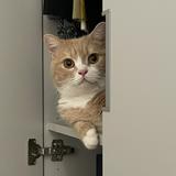 由 buybuymeow (刊登 ID 1382240004，圖片 1) 提交，位於 的 (類別：)，說明：。