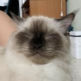 (Category: ) located in . Submitted by jiajiaaaaaaa (Listing ID 1362092955, Image 1). Description: .
