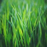 (Category: ) located in . Submitted by touch_grass (Listing ID 1451437871, Image 1). Description: .