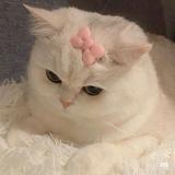 (Category: ) located in . Submitted by c.clarity (Listing ID 1374409260, Image 1). Description: .