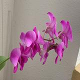 (Category: ) located in . Submitted by fern99 (Listing ID 1376252435, Image 1). Description: .