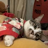 (Category: ) located in . Submitted by kulfi (Listing ID 1379273841, Image 1). Description: .