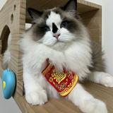由 laaii1031 (刊登 ID 1288080302，圖片 1) 提交，位於 的 (類別：)，說明：。