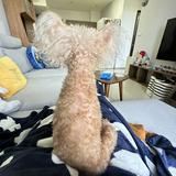 由 mycutepipi (刊登 ID 1355150629，圖片 1) 提交，位於 的 (類別：)，說明：。