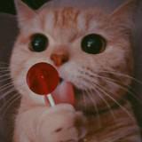 (Kategori: ) berada di . Dikirim oleh lollipoopp (ID iklan 1299803316, Gambar 1). Deskripsi: .