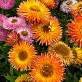 （分類：）位於 。 由 bettypxx 提交（商品編號 1356200074，圖片 1）。簡介： 。