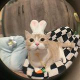 (Category: ) located in . Submitted by byryn2 (Listing ID 1463644887, Image 1). Description: .