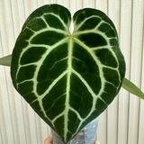 （分類：）位於 。 由 dayday_plant 提交（商品編號 1231267582，圖片 1）。簡介： 。