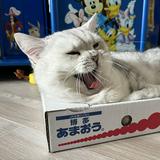 （分類：）位於 。 由 mmww3 提交（商品編號 1370614012，圖片 1）。簡介： 。