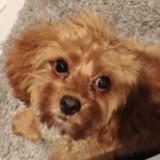 (Category: ) located in . Submitted by wesley.chong (Listing ID 1383308558, Image 1). Description: .
