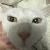 (分類:)位於 。 由 heibao112224 提交(商品編號 1419105851,圖片 1)。簡介: 。