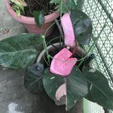 (Category: ) located in . Submitted by plantourist (Listing ID 1305104841, Image 1). Description: .