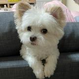 由 kaiting85033944 (刊登 ID 1380490405，圖片 1) 提交，位於 的 (類別：)，說明：。