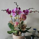 （分類：）位於 。 由 sausalitoho 提交（商品編號 1369450615，圖片 1）。簡介： 。