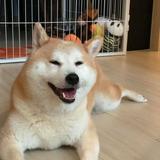 （分類：）位於 。 由 kencheung72 提交（商品編號 1367270285，圖片 1）。簡介： 。