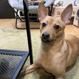 由 nana09105 (刊登 ID 1382099042，圖片 1) 提交，位於 的 (類別：)，說明：。