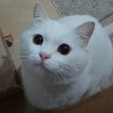 (Kategori: ) berada di . Dikirim oleh tirmma (ID iklan 1372413507, Gambar 1). Deskripsi: .
