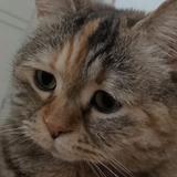 (Category: ) located in . Submitted by wildhydrangea (Listing ID 1270296438, Image 1). Description: .