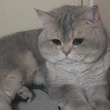 (Category: ) located in . Submitted by xwwx_ (Listing ID 1201211377, Image 1). Description: .