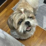 (Category: ) located in . Submitted by milo_is_best (Listing ID 1378832315, Image 1). Description: .