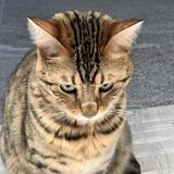 頭像