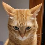 （分類：）位於 。 由 klai148 提交（商品編號 1335301804，圖片 1）。簡介： 。