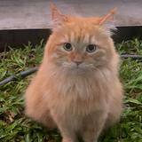 (Kategori: ) berada di . Dikirim oleh ageyaaah (ID iklan 1379917679, Gambar 1). Deskripsi: .