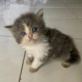 (Kategori: ) berada di . Dikirim oleh pandabun17 (ID iklan 1383831457, Gambar 1). Deskripsi: .