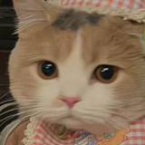 （分類：）位於 。 由 satopuipui 提交（商品編號 1368522164，圖片 1）。簡介： 。