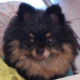 (Category: ) located in . Submitted by mamoirvo (Listing ID 1385379472, Image 1). Description: .