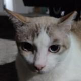 (Category: ) located in . Submitted by scooterer (Listing ID 1379693854, Image 1). Description: .