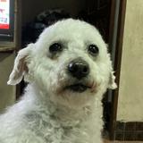 由 aa092623635782858 (刊登 ID 1381661341，圖片 1) 提交，位於 的 (類別：)，說明：。