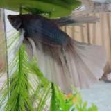 (Category: ) located in . Submitted by angayar3112 (Listing ID 1439513131, Image 1). Description: .