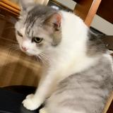由 ceeilia_wei (刊登 ID 1379717403，圖片 1) 提交，位於 的 (類別：)，說明：。