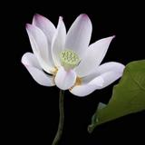 由 wenyi6458 (刊登 ID 1359671628，圖片 1) 提交，位於 的 (類別：)，說明：。