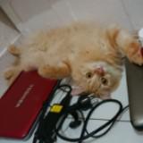 (Kategori: ) berada di . Dikirim oleh galuhput (ID iklan 1359169813, Gambar 1). Deskripsi: .