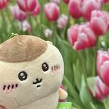 由 nn0225 (刊登 ID 1362044339，圖片 1) 提交，位於 的 (類別：)，說明：。