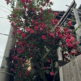 (Category: ) located in . Submitted by pristin12 (Listing ID 1455138199, Image 1). Description: .