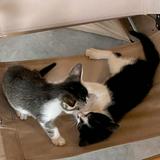 (Category: ) located in . Submitted by shaazzii (Listing ID 1375039717, Image 1). Description: .