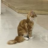 (Category: ) located in . Submitted by kkattwo (Listing ID 1324521114, Image 1). Description: .