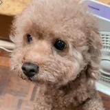 （分類：）位於 。 由 qq_koala 提交（商品編號 1297836592，圖片 1）。簡介： 。