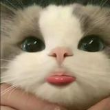 由 melody___l (刊登 ID 1384748878，圖片 1) 提交，位於 的 (類別：)，說明：。