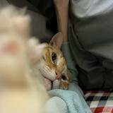 由 HJ_Hsu (刊登 ID 1383820677，圖片 1) 提交，位於 的 (類別：)，說明：。