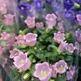 （分類：）位於 。 由 dorachyan 提交（商品編號 1376725652，圖片 1）。簡介： 。