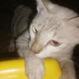 (Category: ) located in . Submitted by dnniss (Listing ID 1332012219, Image 1). Description: .
